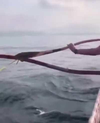 I think I would’ve projectile shat myself back to shore.