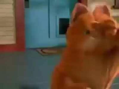 Turkish Garfield Bruh