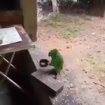 A parrot on a strike be like..