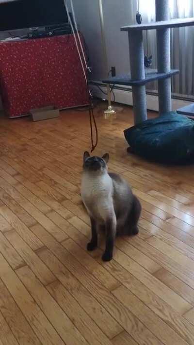 Made a cat toy out of an empty roll of Christmas wrap and strings