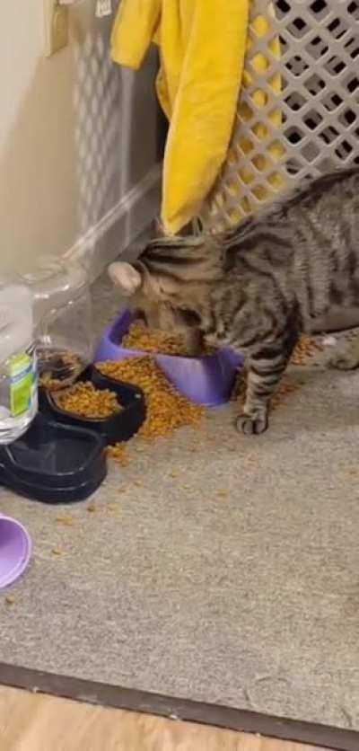 Feeder empty. Refill.