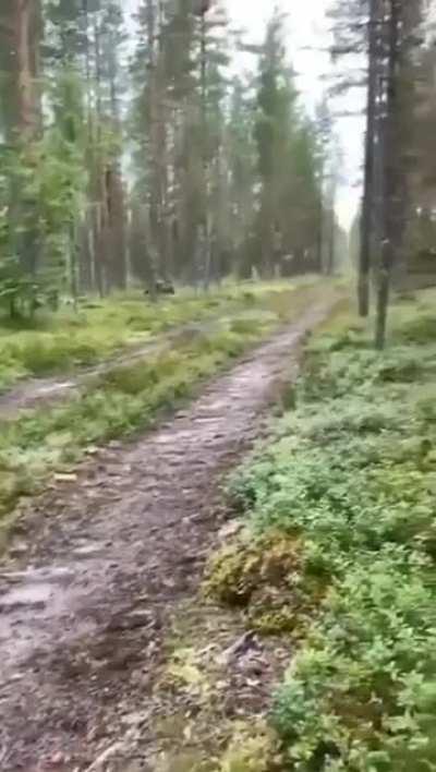 🔥 Intelligent rabbit knows the dog is following its scent, so it doubles back