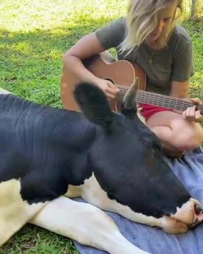 turns out cows are sentient beings that don’t like to be eaten
