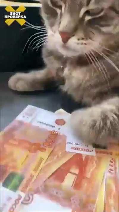 Кот Сергей, которого уволили из магазина в Зеленоградске, нашел себе новую работу.