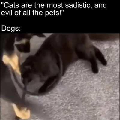 The cat seems to enjoy it