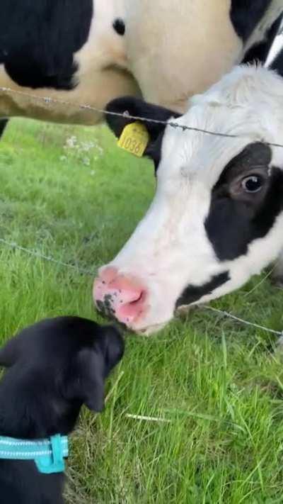 Little adorable calf my puppy met yesterday ☺️💕