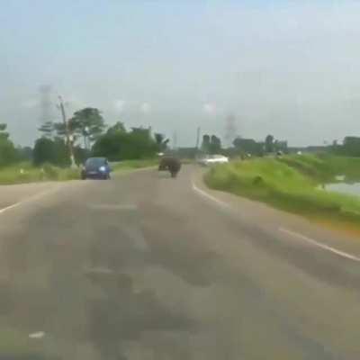Rhino Charges Down the Highway in Assam, India