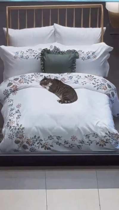 Bed tester cat
