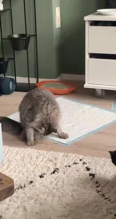 Where did you come from?