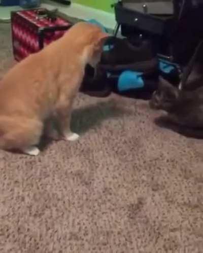 Stand on own tail then try to move & slip