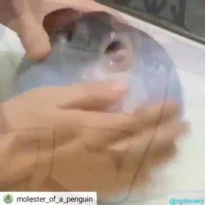 An intersting title...