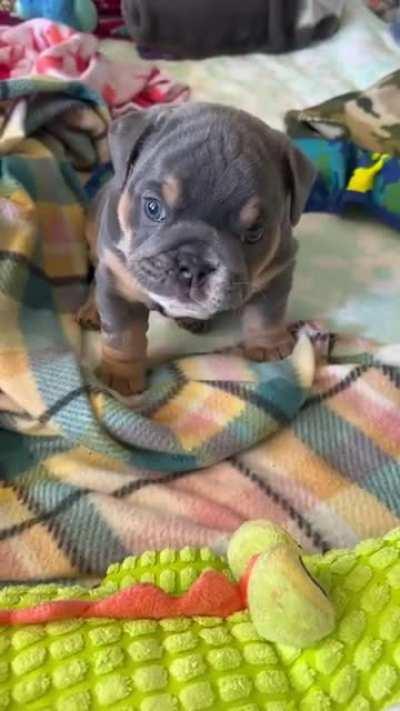 Little Puppy trying to bark