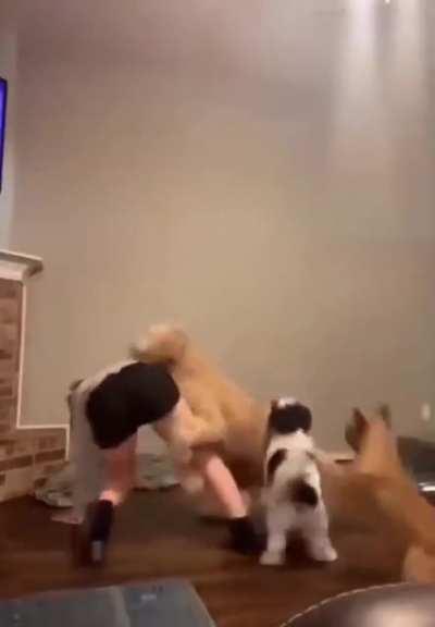 Where can I buy these dogs?