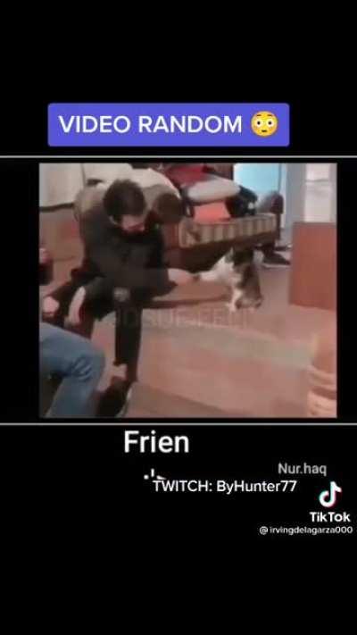 Simplemente gatos culiaos