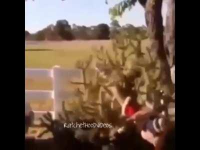 Jumping onto a cactus