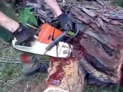 A sapwood with its blood-red sap....