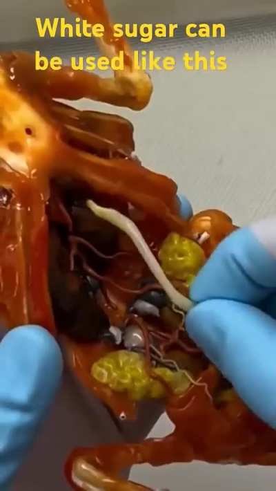 Making anatomically accurate lizard from white sugar.