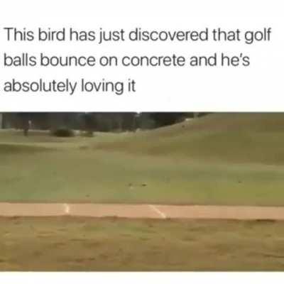 Unlock your inner bird