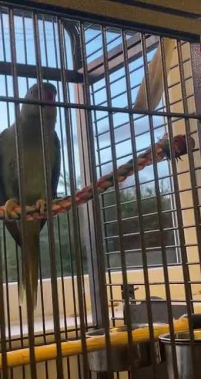 My bird has something to say, he’s introducing himself