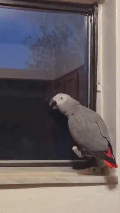 Birb learnt to speak