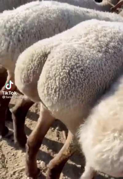 Roscommon lads don't need Tinder when they have these back home