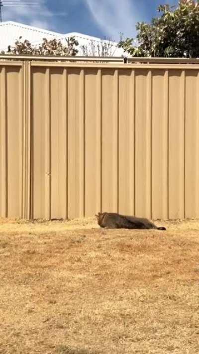 Cat proof fence