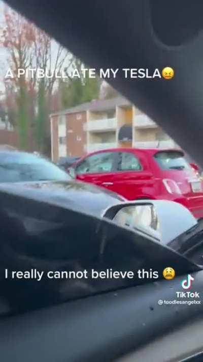 A pitbull ate my Tesla