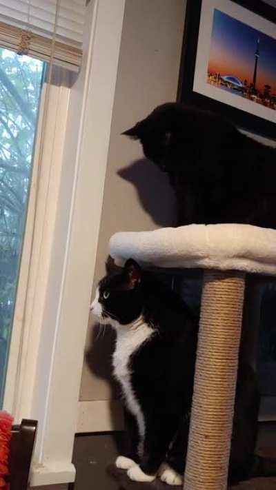 Got a new scratching post...this ensued.