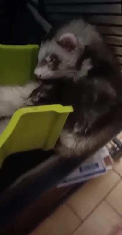 Sleepy ferret made my day