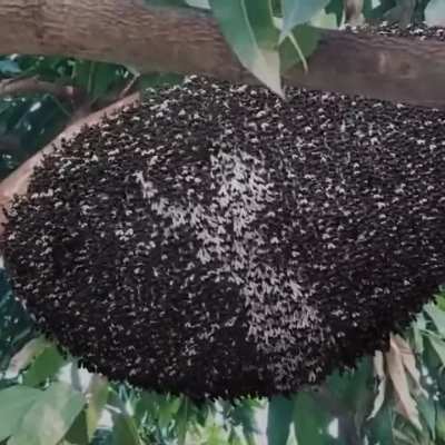 Did you know? Bees shimmer by collectively moving their bodies, creating a visually intimidating display. This behavior deters predators and helps regulate temperature within the colony, showcasing their remarkable ability to coordinate and defend themsel