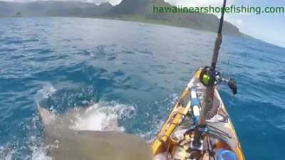 Tiger shark attacks kayak fisherman off Oahu