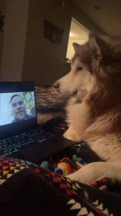 I love how expressively and intently he watches other dogs on “tv” ❤️