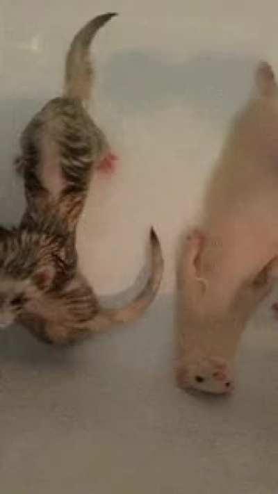 There's no point even trying