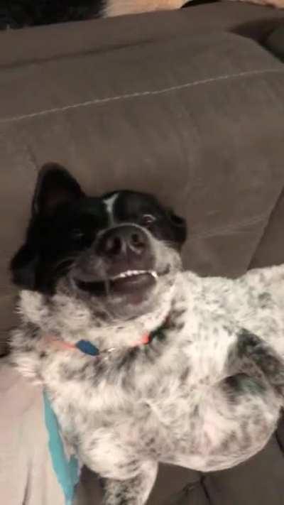 This ol girl tries and fails to lick-start dog.exe.