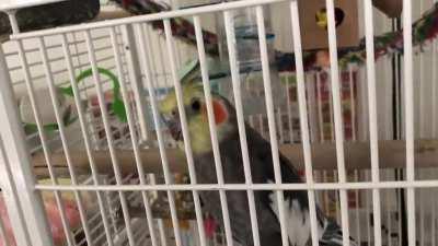 So if you hold a napkin/paper towel up to Vinny he mimics the nose-blowing noise lmao