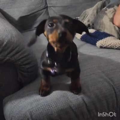 Lucy Goosie says.. Attention please!!