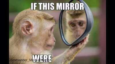 Beautiful song told by monkees (Credit: Hacto)