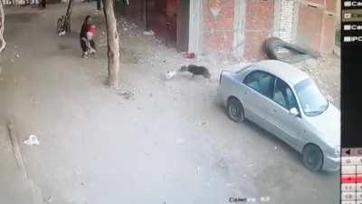 Not every hero cat wears a cape