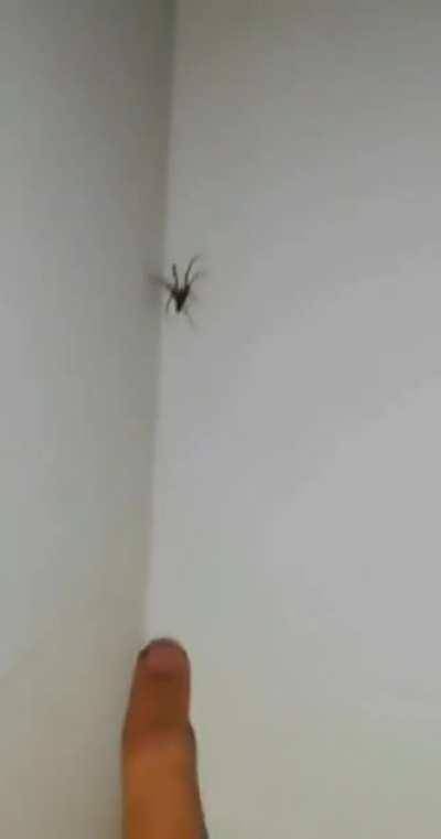 WCGW trying to compare the finger's size to a spider?