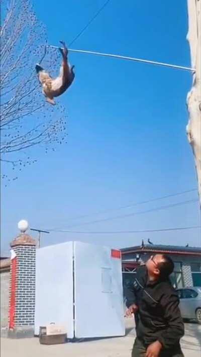 The height that this doggo jumped