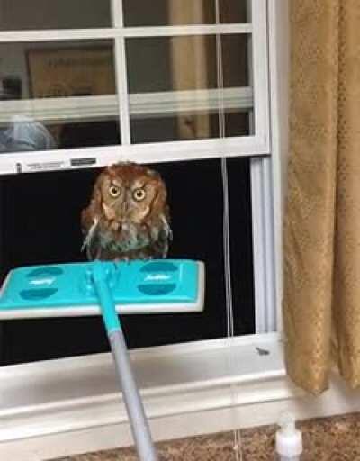 Saving a little owl.