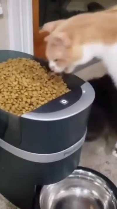 Cat taking a megabite