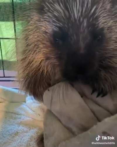 Little porcupine tantrum
