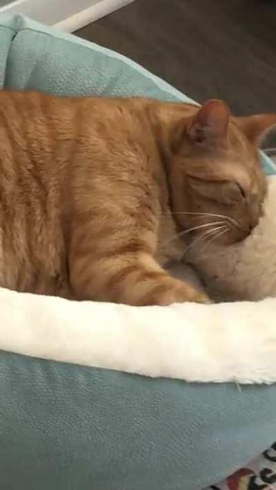 Cheese Wiz partakes in his regular afternoon baking.