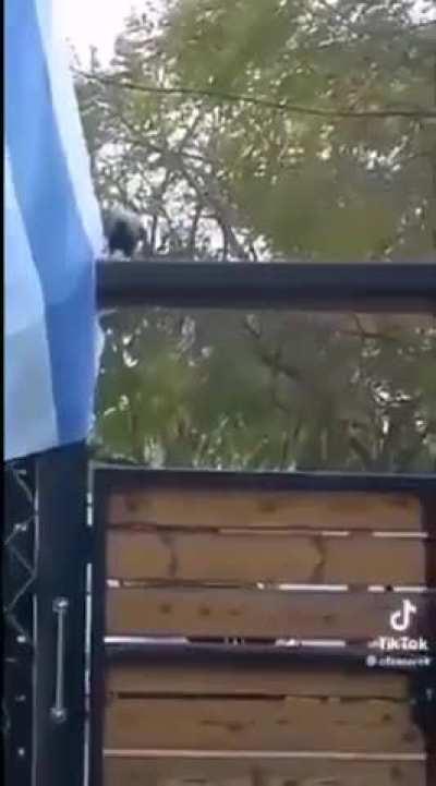 When Allah uses animals as his messengers ❤ Free Palestine!