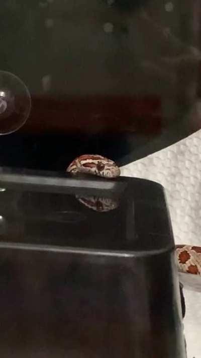 blele. blele. blelele. (on paper towels because of a small mite problem)