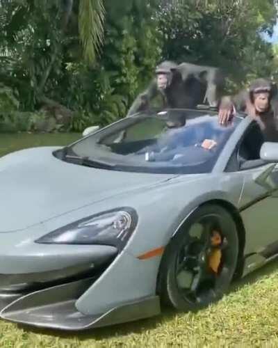 Apes together strong. Mclarens or Foodstamps 💎🤲💎🤲