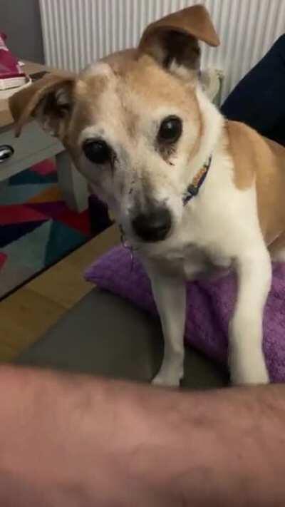 No debates, pet me now