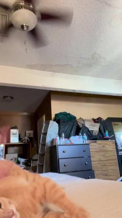 Cinnamon 7 pounds but likes it rough