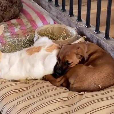 Girls day in at Black Goat Farm Sanctuary